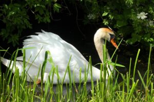100均で手に入る排水溝掃除グッズのおすすめは？