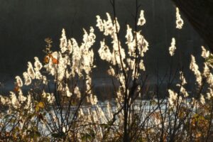 排水溝掃除に役立つ100均グッズは何ですか？