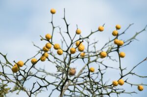 社会人が快適に過ごすための一人暮らしで作る香りのある部屋とは？