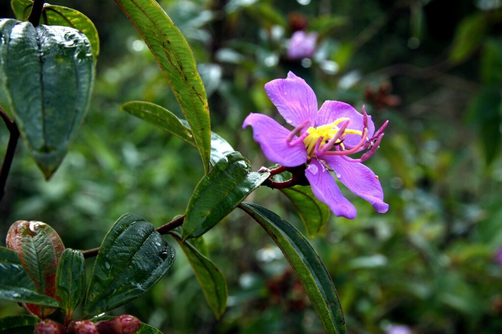 キャリアと格安SIMの違いを徹底解説しますか？